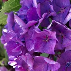 Hydrangea President R Touchard -GARDEN Shop hydrangea touchard close 1