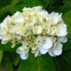 Hydrangea White 17 Hydrangea White -GARDEN Shop hydrangea white buds 3