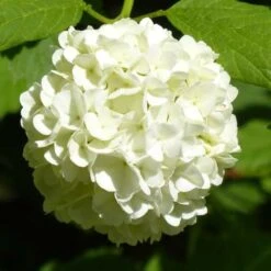Hydrangea White -GARDEN Shop hydrangea white 1