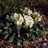 Hellebore Ice Breaker Max - Winter Rose -GARDEN Shop iice breaker max garden 1