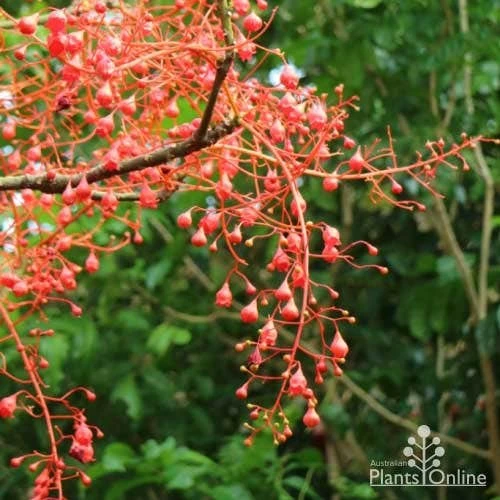 Illawarra Flame Tree - Brachychiton 2 Illawarra Flame Tree - Brachychiton - Image 2