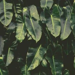 Philodendron Imbe -GARDEN Shop imbe wall