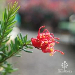 Grevillea Knockout