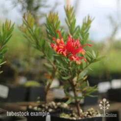 Grevillea Knockout -GARDEN Shop knockout grevillea tubestock