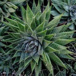 Aloe Aristata - Lace Aloe - Succulent -GARDEN Shop lace aloe cluster