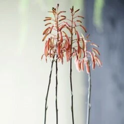 Aloe Aristata - Lace Aloe - Succulent -GARDEN Shop lace aloe flowers floradania