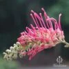Grevillea Lana Maree -GARDEN Shop lana maree flower side 1