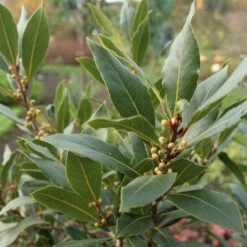 Laurus Nobilis - Bay Tree -GARDEN Shop laurel bay tree 500 1