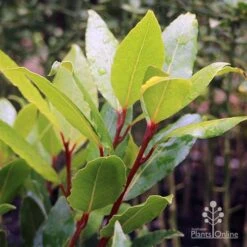 Laurus Nobilis - Bay Tree -GARDEN Shop laurus bay tree red stem