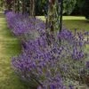 Lavender English Munstead - Seed -GARDEN Shop lavender border english