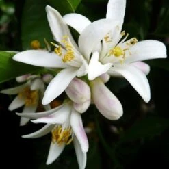 Citrus - Lemon Lisbon -GARDEN Shop lemon flower 500 1