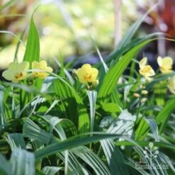 Spathoglottis Lemon Kiss - Native Orchid 10 Spathoglottis Lemon Kiss - Native Orchid -GARDEN Shop lemon kiss orchid plants