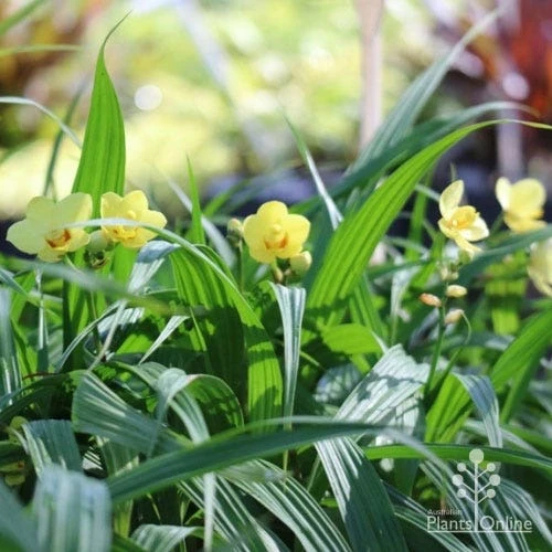 Spathoglottis Lemon Kiss - Native Orchid 5 Spathoglottis Lemon Kiss - Native Orchid - Image 5
