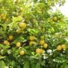 Citrus - Lemon Eureka 27 Citrus - Lemon Eureka -GARDEN Shop lemon tree for eureka 1