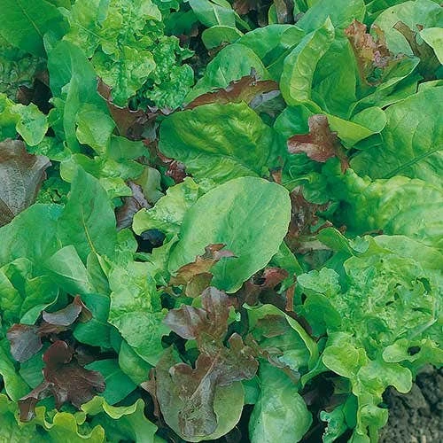 Lettuce Mixed Salad Leaves - Seed 2 Lettuce Mixed Salad Leaves - Seed - Image 2