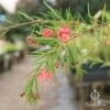 Grevillea Liliane -GARDEN Shop liliane weeping habit