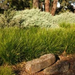 Lomandra Lime Tuff -GARDEN Shop lime tuff border 1