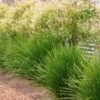 Lomandra Lime Tuff -GARDEN Shop lime tuff on fence 1