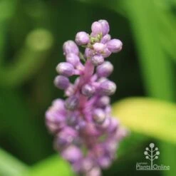 Liriope Amethyst -GARDEN Shop liriope amethyst buds close