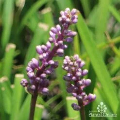 Liriope Amethyst -GARDEN Shop liriope amethyst flower 500 1