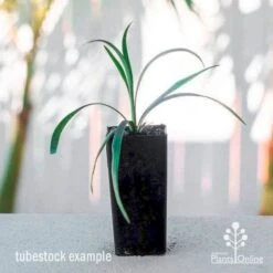 Liriope Amethyst -GARDEN Shop liriope amethyst tube