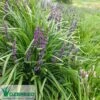 Liriope Amethyst -GARDEN Shop liriope amethyst young