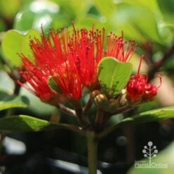 Metrosideros Little Ewan - Dwarf NZ Christmas Bush -GARDEN Shop little ewan metrosideros flower