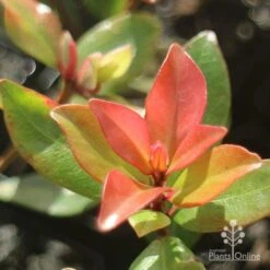 Metrosideros Little Ewan - Dwarf NZ Christmas Bush -GARDEN Shop little ewan new leaf colour