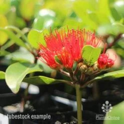 Metrosideros Little Ewan - Dwarf NZ Christmas Bush -GARDEN Shop little ewan tubestock