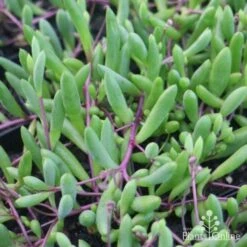 Othonna Ruby Necklace - Little Pickles - Succulent -GARDEN Shop little pickles red stems close 500