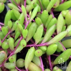 Othonna Ruby Necklace - Little Pickles - Succulent -GARDEN Shop little pickles ruby necklace