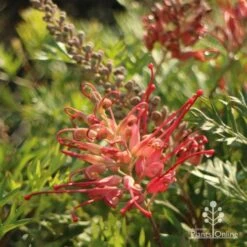 Grevillea Little Robyn -GARDEN Shop little robyn flower side 500
