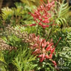 Grevillea Little Robyn -GARDEN Shop little robyn tubestock flowering