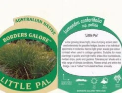 Lomandra Little Pal -GARDEN Shop little pal 1