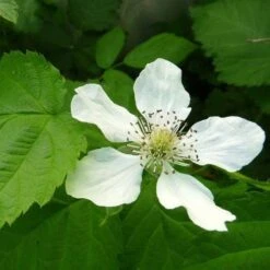 Loganberry -GARDEN Shop loganberry flower