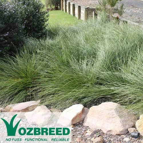 Lomandra SHARA 2 Lomandra SHARA - Image 2