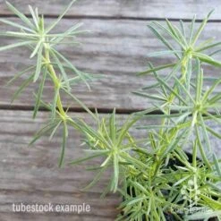 Lotus Red Flash - Parrot's Beak -GARDEN Shop lotus red flash