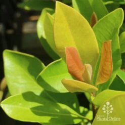 Tristaniopsis Luscious - Water Gum -GARDEN Shop luscious new leaves
