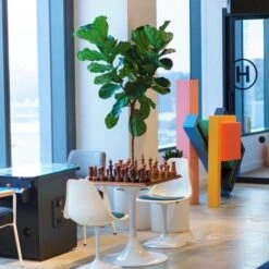 Ficus Lyrata - Fiddle Leaf Fig -GARDEN Shop lyrata chessboard