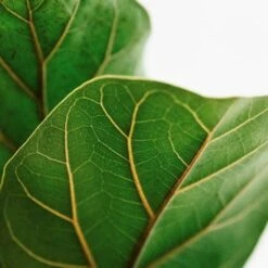 Ficus Lyrata Bambino - Fiddle Leaf Fig 11 Ficus Lyrata Bambino - Fiddle Leaf Fig -GARDEN Shop lyrata leaf closeup