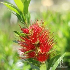 Callistemon Macarthur -GARDEN Shop macarthur flower closeup