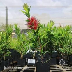 Callistemon Macarthur -GARDEN Shop macarthur tubestock