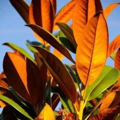 Magnolia Little Gem -GARDEN Shop magnolia 500 2