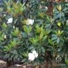 Magnolia Little Gem -GARDEN Shop magnolia hedge nursery