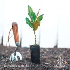 Magnolia Little Gem -GARDEN Shop magnolia little gem tube