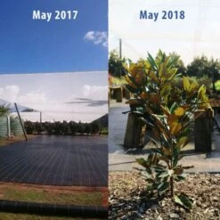 Magnolia Little Gem -GARDEN Shop magnolia tubestock growth 1 year