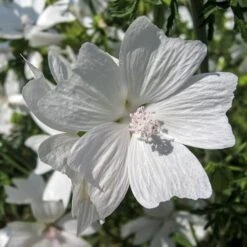 Musk Mallow - Seed -GARDEN Shop mallow white