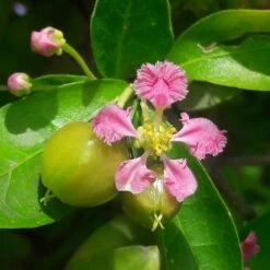 Malpighia Pixie - Acerola -GARDEN Shop malpighia flower fruit