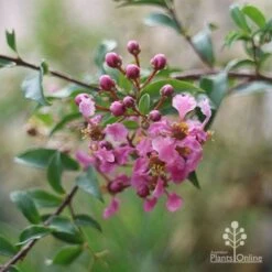 Malpighia Pixie - Acerola -GARDEN Shop malpighia pixie nursery