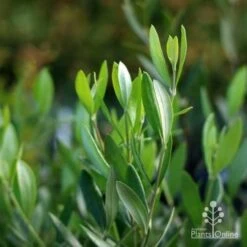 Olive Manzanillo -GARDEN Shop manzanillo tube